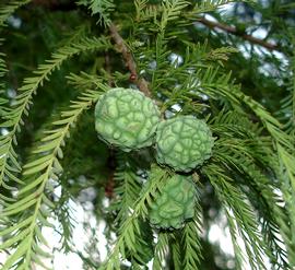  Cones:  Taxodium distichum ; Photo by Cartick, wikimedia commons
